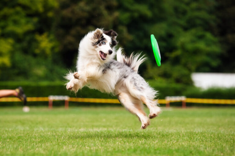 Owczarek australijski łapiący zielone frisbee na łące