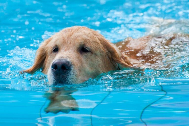 Labrador w basenie