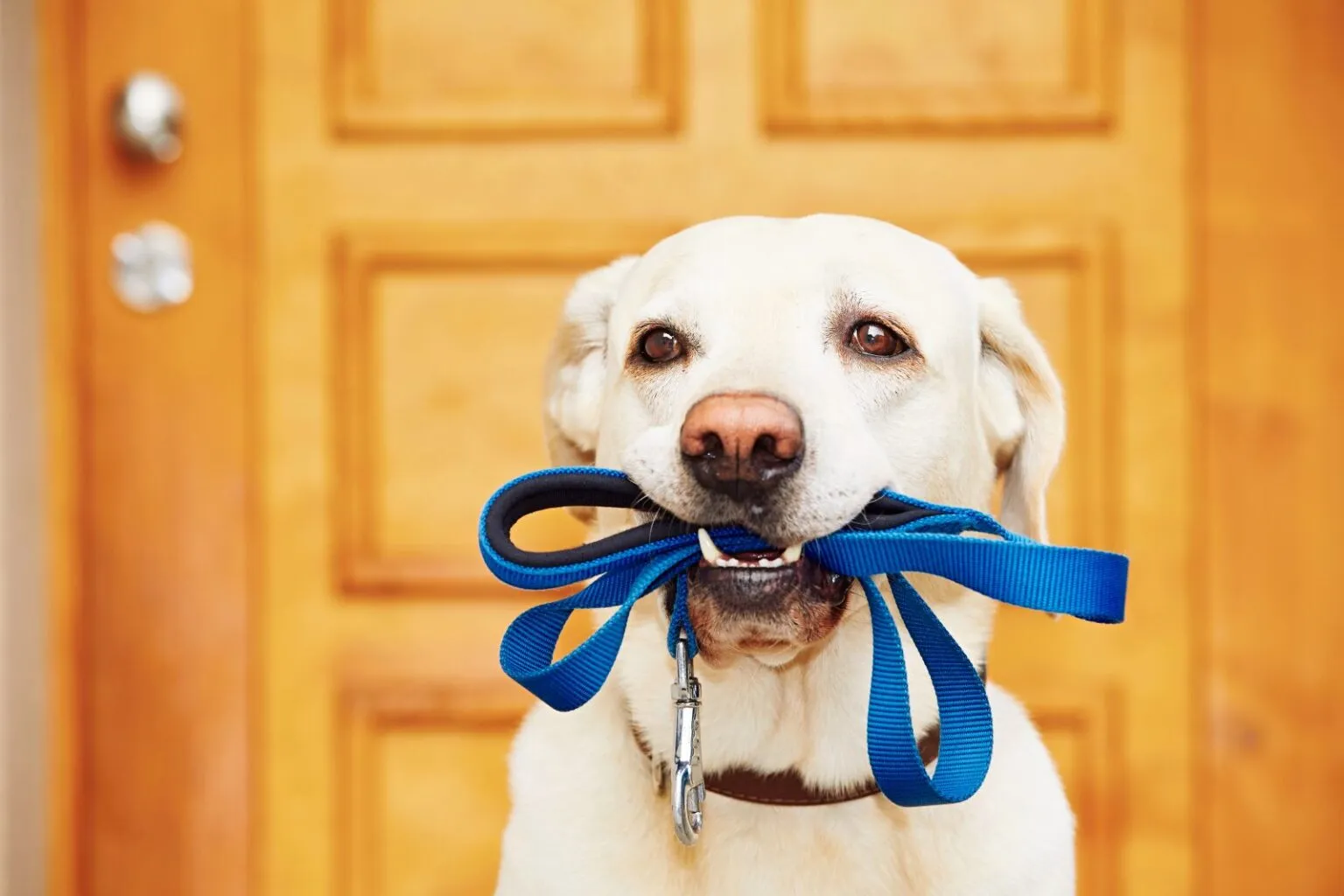 Pies ze smyczą w pysku Labrador ze smyczą w pysku