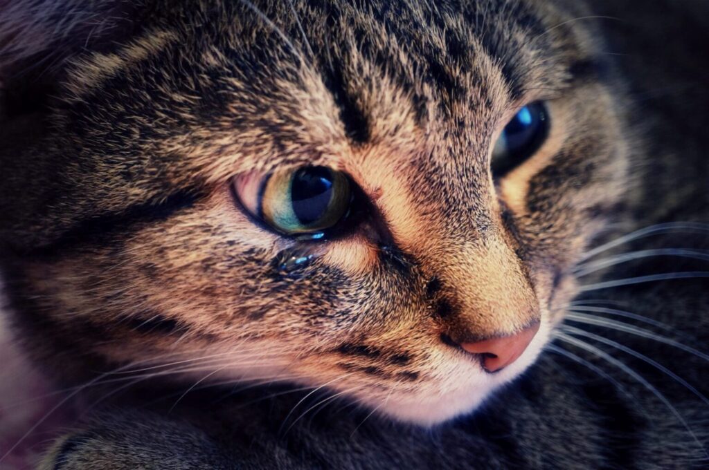 Kot ze łzawiącymi oczami