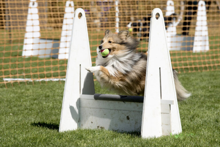 Sheltie skaczący przez przeszkodę z piłką w pysku