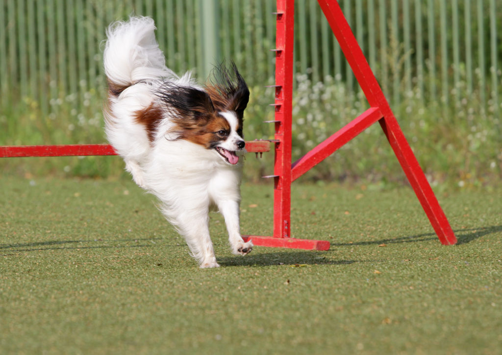 Spaniel kontynentalny na torze przeszkód w agility