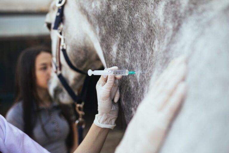 Szczepienie konia przez lekarza weterynarii