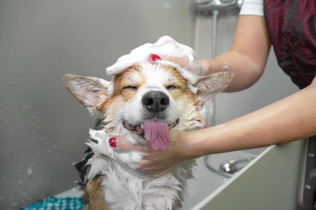 kąpiel psa szamponem dla psa