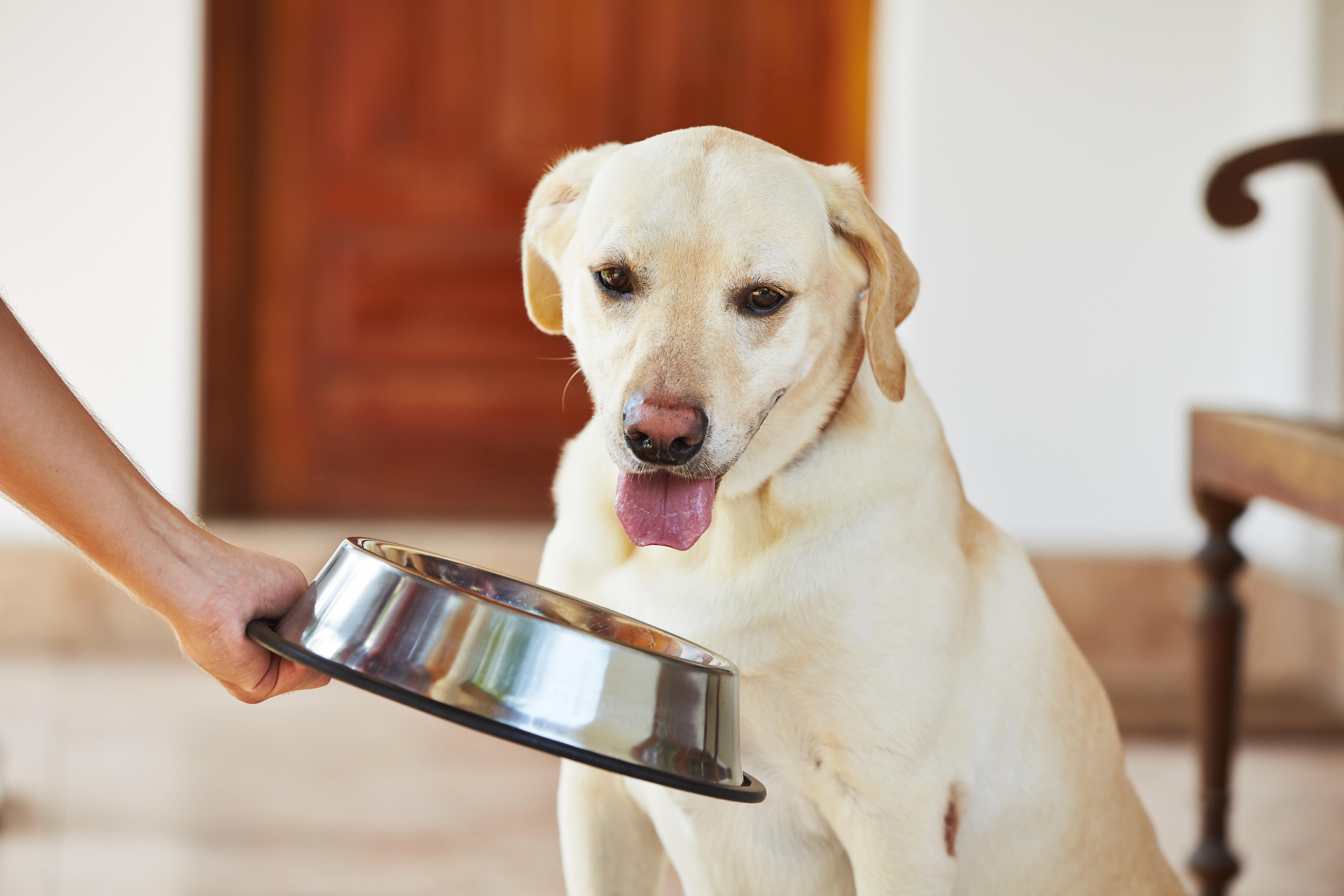 labrador z miską