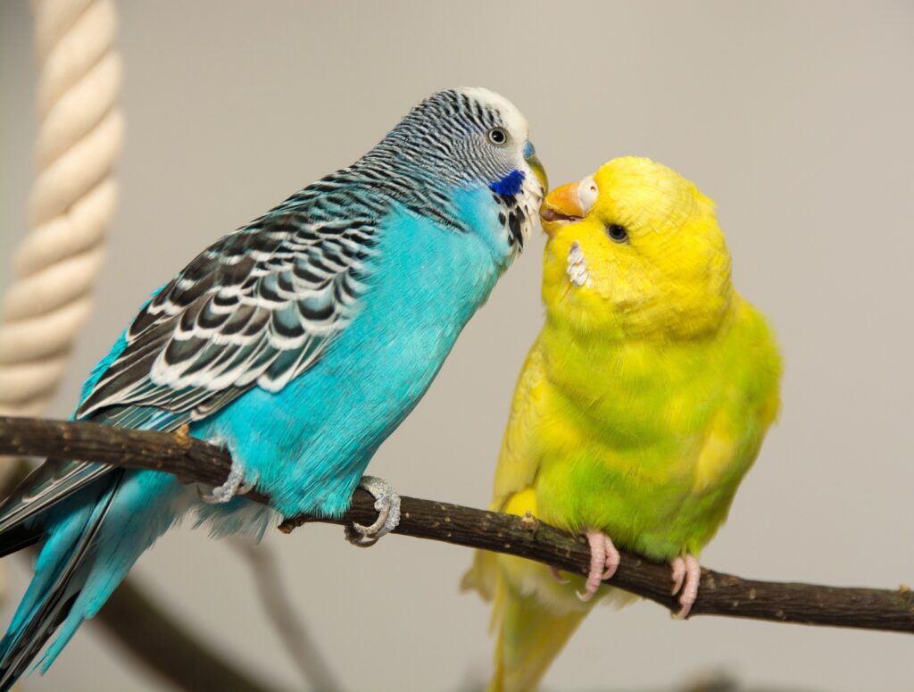 papużki faliste pocałunek