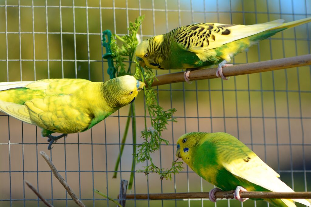 zielone papużki faliste jedzą