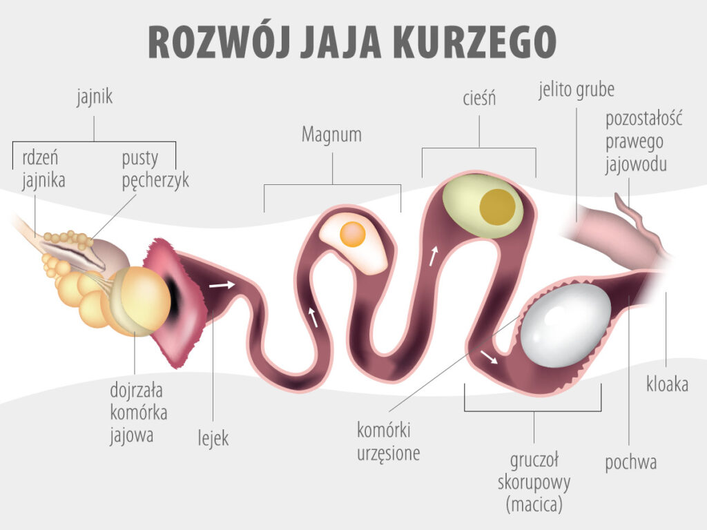 rozwój jaja kurzego grafika