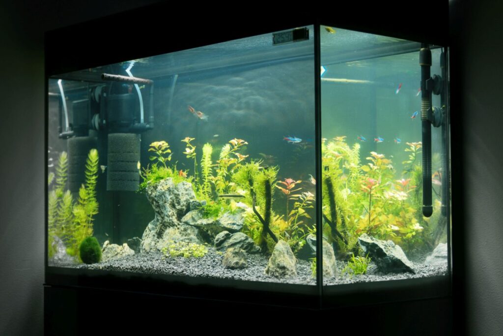 Domowe akwarium obsadzone roślinami