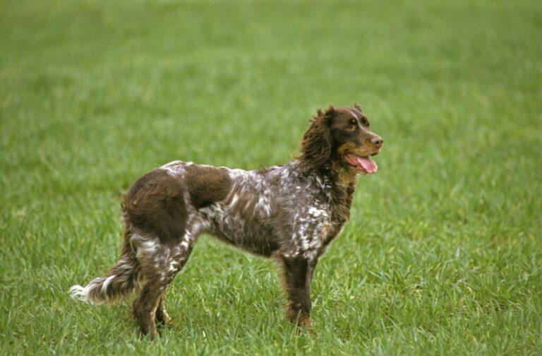 Brązowy spaniel pikardyjski na łące