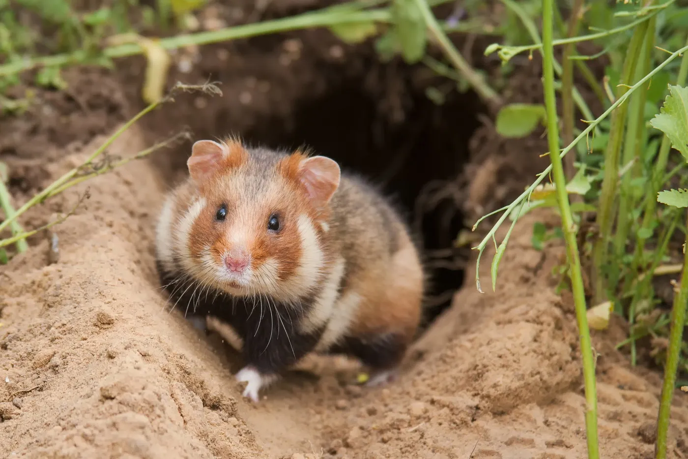 Chomik polny wychodzący z nory Chomik polny wychodzący na poszukiwanie Rzadki widok: Chomik polny opuszcza swoją norę wyłącznie w celu poszukiwania pożywienia.pożywienia