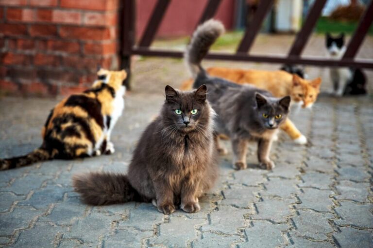 Grupa kotów siedzących przed bramą