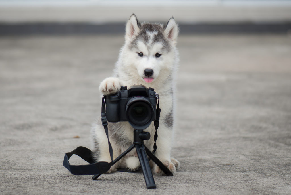Pies siedzący za aparatem