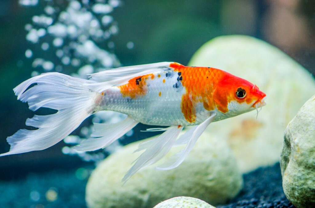 Kolorowy karp koi Pływający kolorowy karp koi