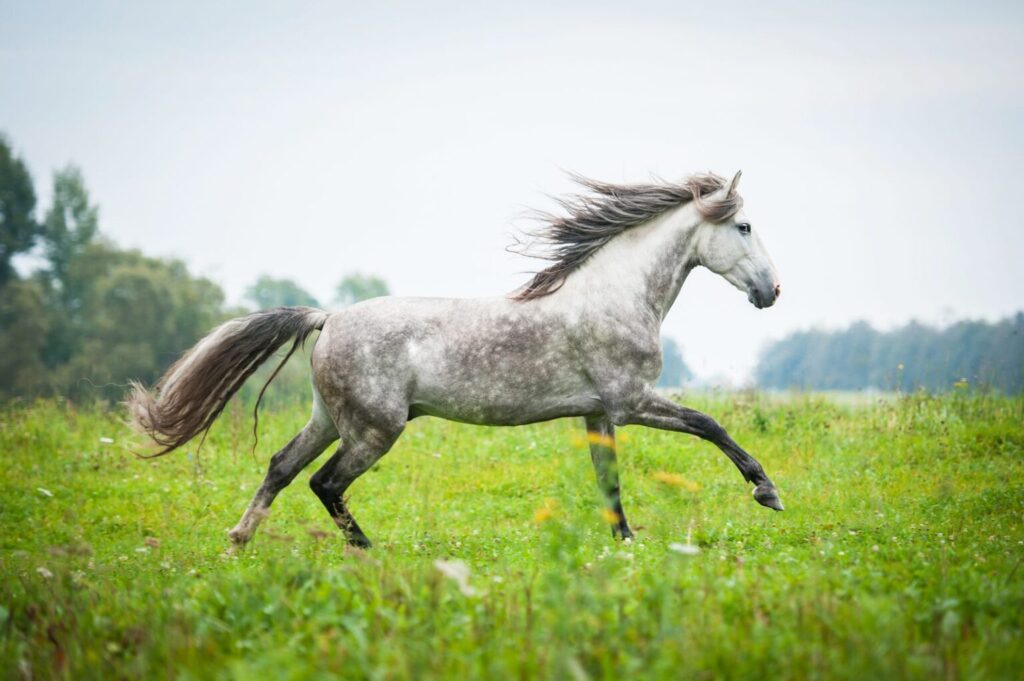 Siwy koń andaluzyjski galopujący po letniej łące