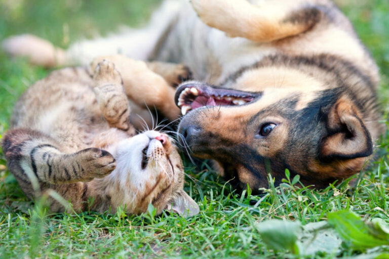 Kot czy pies – wspólna zabawa na trawie
