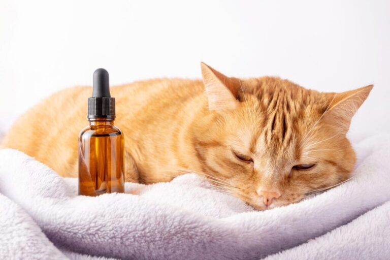 Chory kot leżący obok butelki z olejkiem z drzewa herbacianego