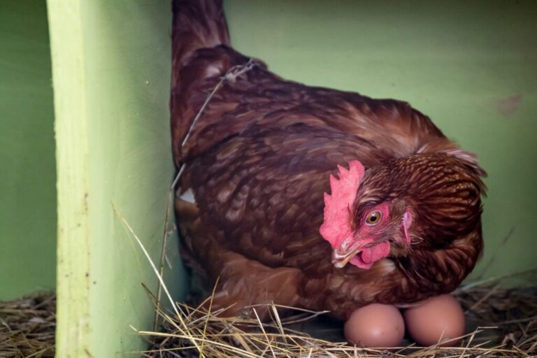Kura wysiadująca jaja w kurniku