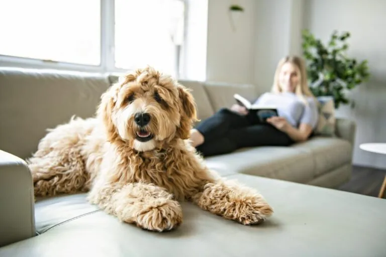 Labradoodle na kanapie Labradoodle leżący na kanapie