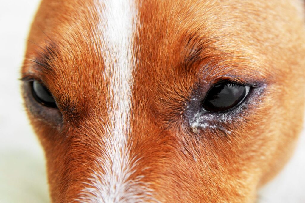 Pies ze łzawiącym okiem