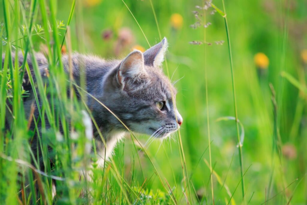 Kot polujący w trawie