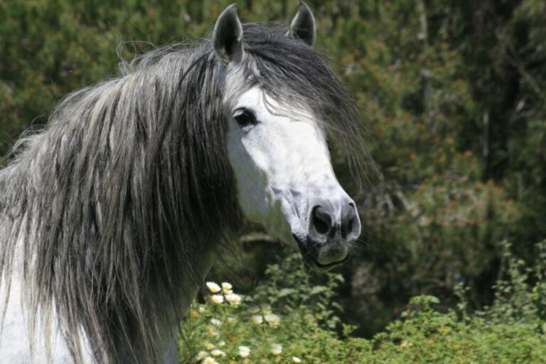 Portret siwego konia andaluzyjskiego