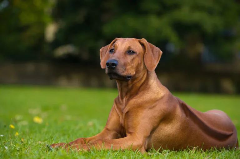 Karma dla Rhodesian Ridgebacka Rhodesian Ridgeback na łące