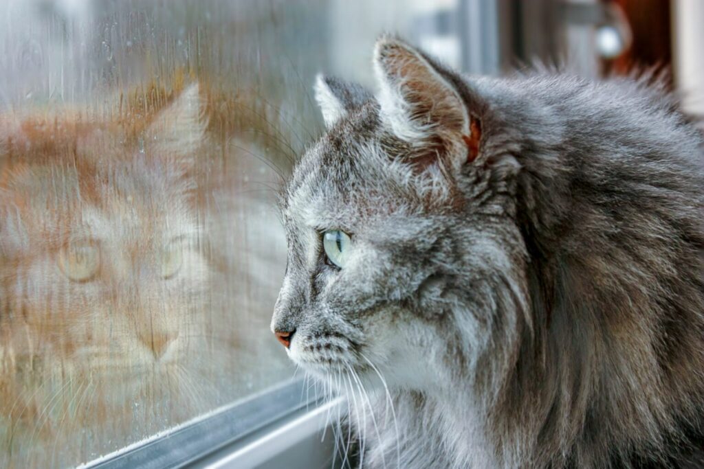 Przeziębiony kot patrzący w okno