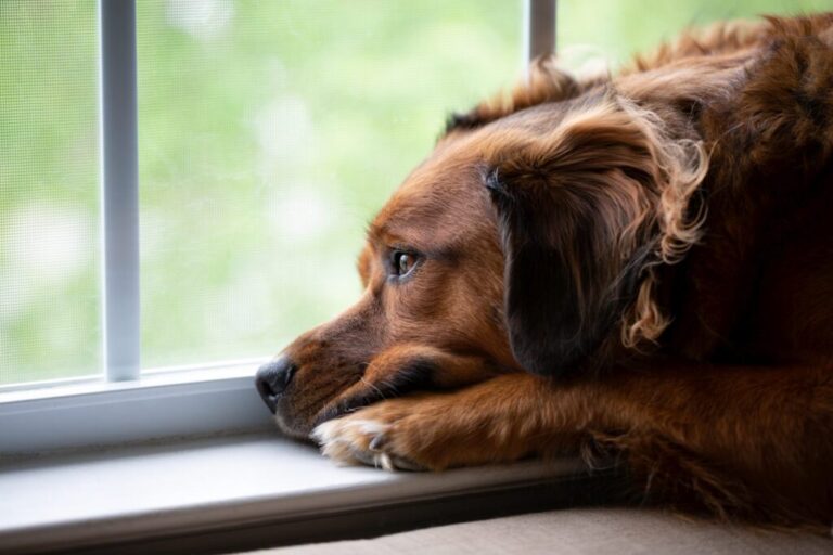 Smutny pies patrzący w okno