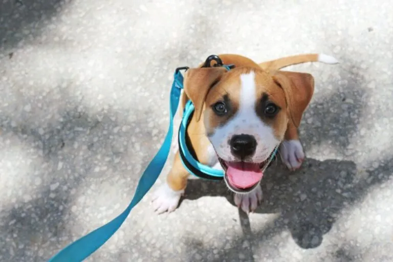 Szczenię na smyczy Młody pit bull na smyczy