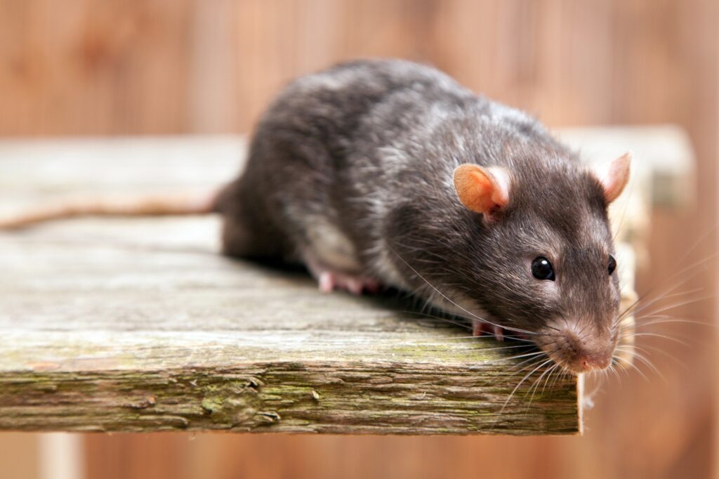 Szczur na drewnianej desce