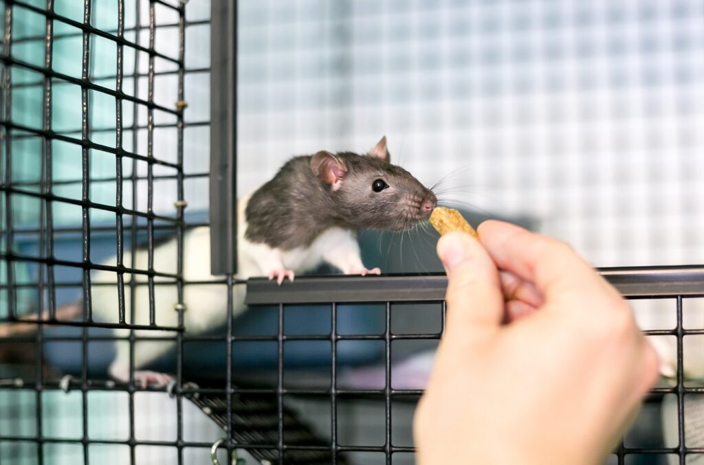 Opiekun karmiący szczura