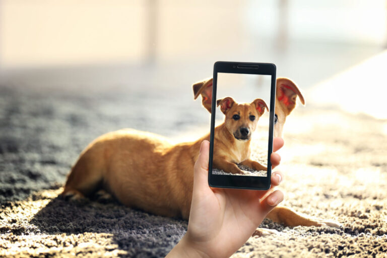 Kobieta robiąca psu zdjęcie smartfonem