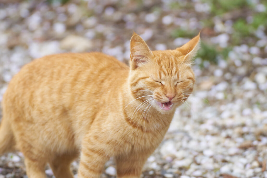 reakcja alergiczna u kota - kichanie