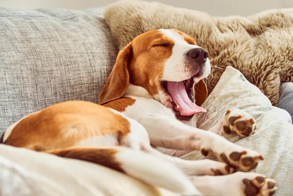 Beagle ziewa, leżąc na kanapie tyfus psi u beagle'a