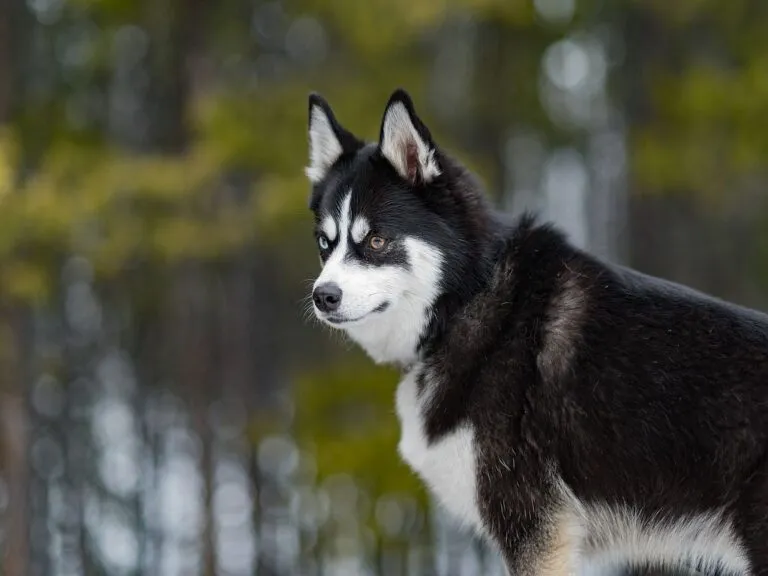 Pomsky Husky hybryda pomsky