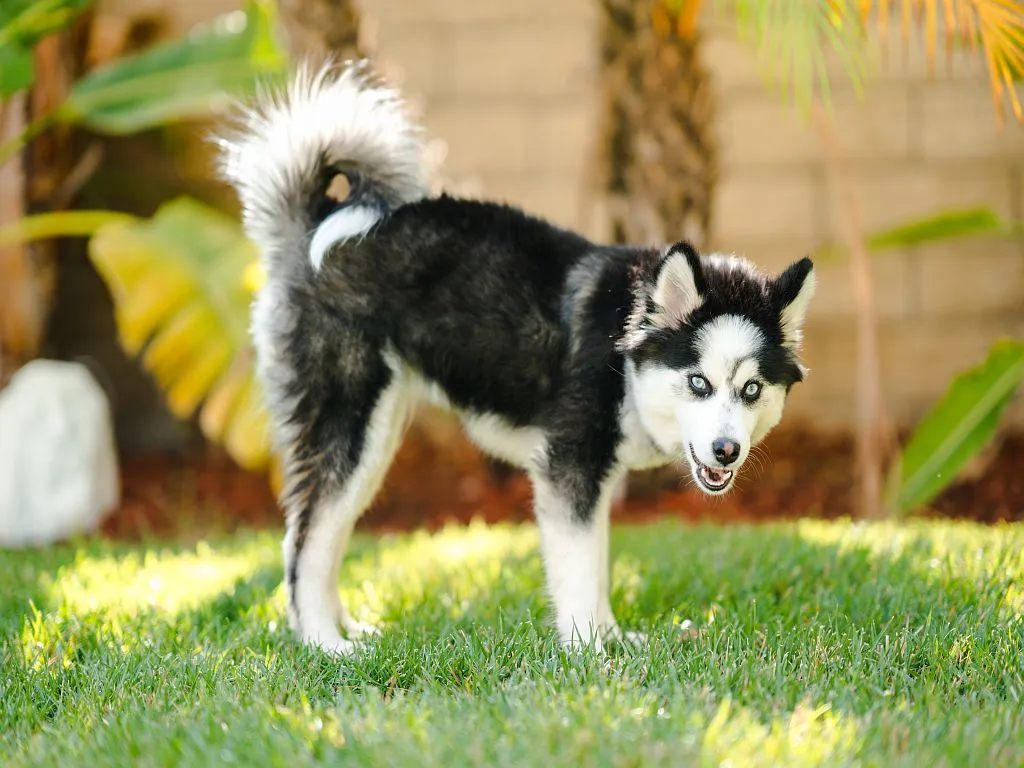Pomsky szczeniak na trawie