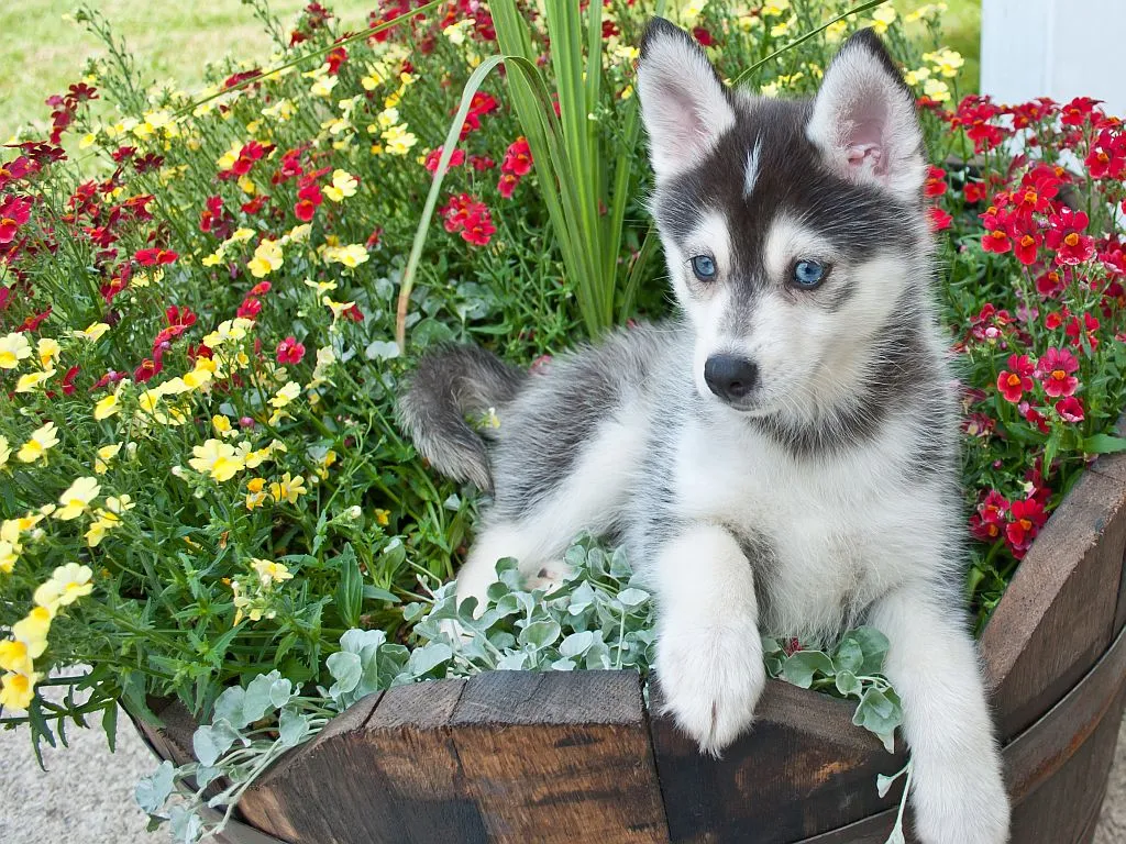 Pomsky szczenię szczeniak rasy hybrydowej pomsky