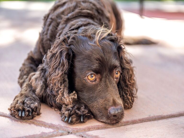 Amerykański spaniel dowodny