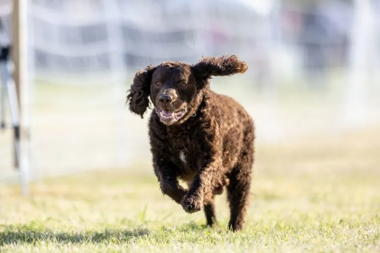 Amerykański spaniel dowodny na spacerze