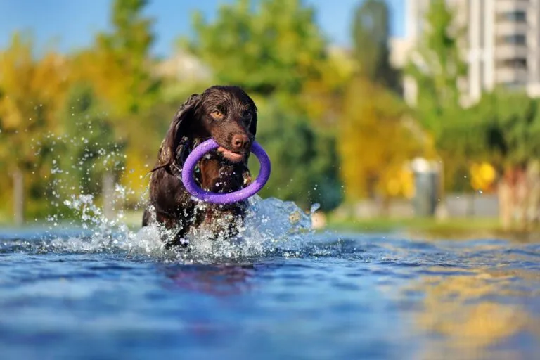 Amerykański spaniel dowodny bawi się w wodzie