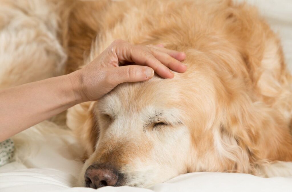 Chory golden retriever leżący na łózku