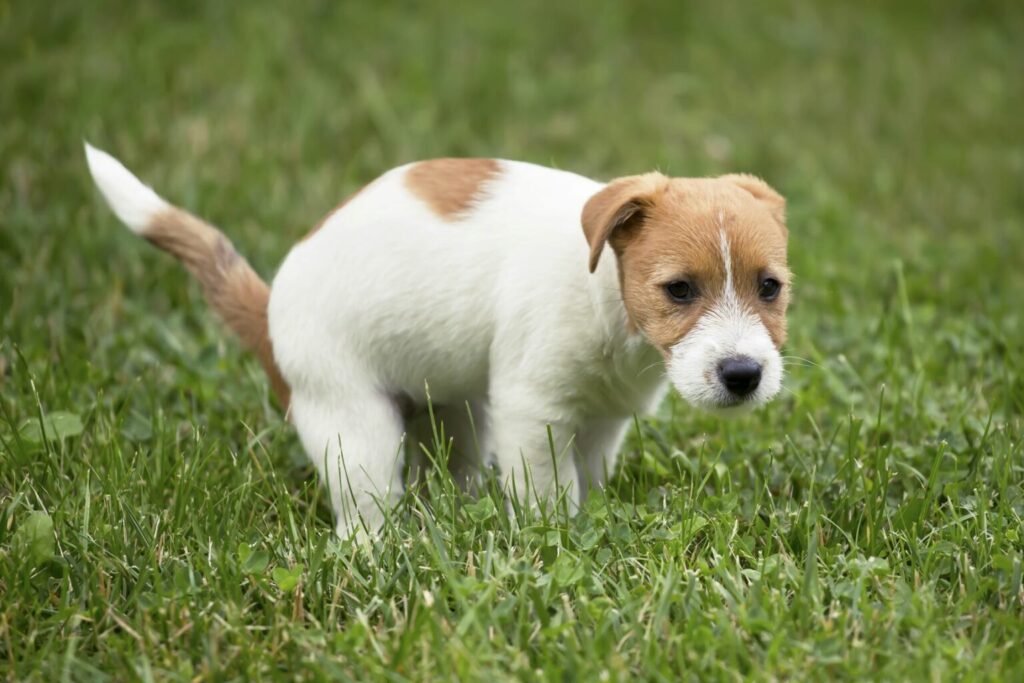Jack Russell szczeniak załatwia się na trawie nauka czystości psa