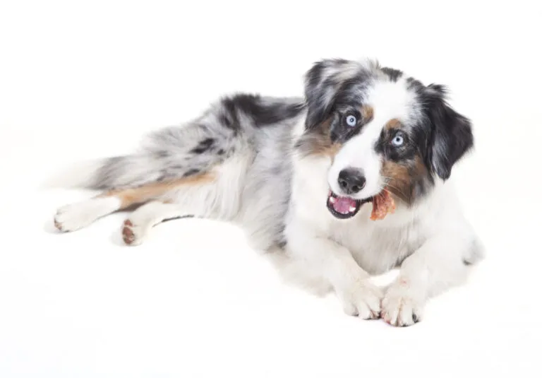 Karma dla owczarka australijskiego Karma dla owczarka australijskiego