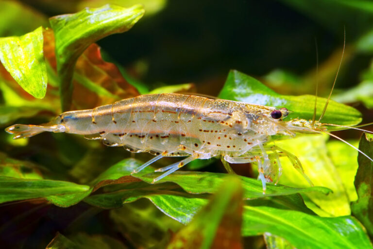 Krewetka Amano (Caridina multidentata)