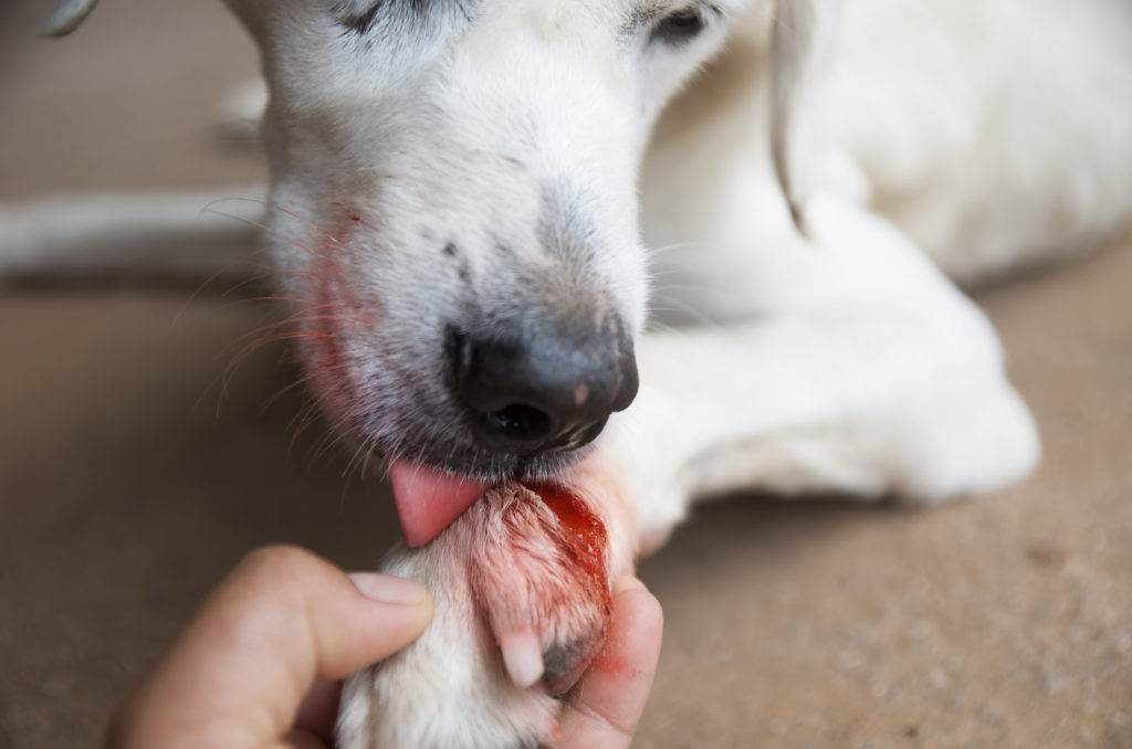 Zraniony labrador