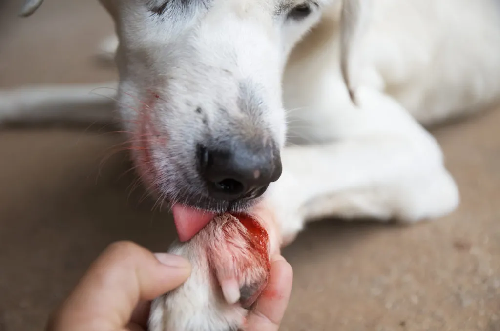 Labrador z raną na łapie Zraniony labrador