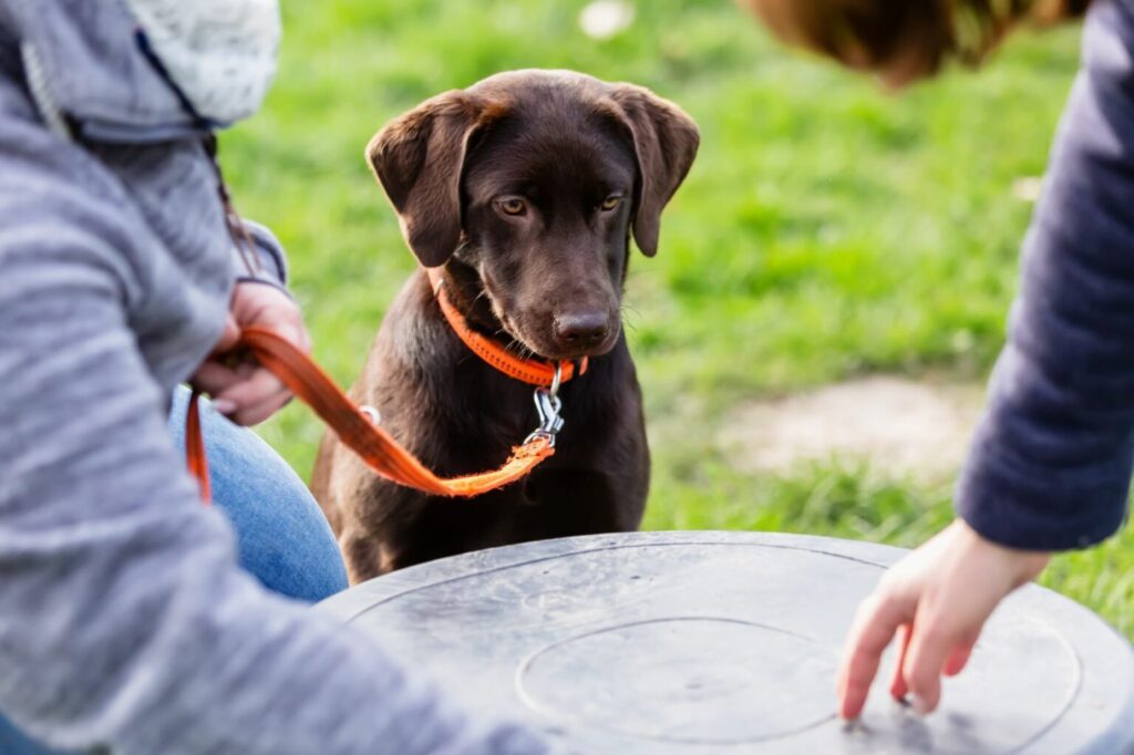 Młody labrador w szkole dla psów Szczeniak w szkole dla psów