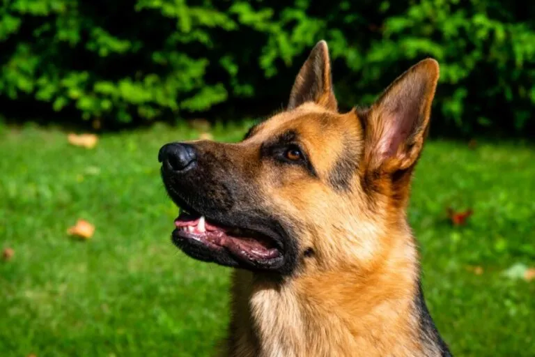 Owczarek niemiecki na łące Portret owczarka niemieckiego