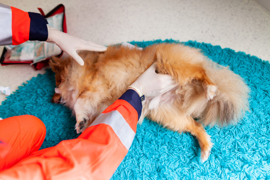 Lekarz weterynarii udziela pierwszej pomocy psu